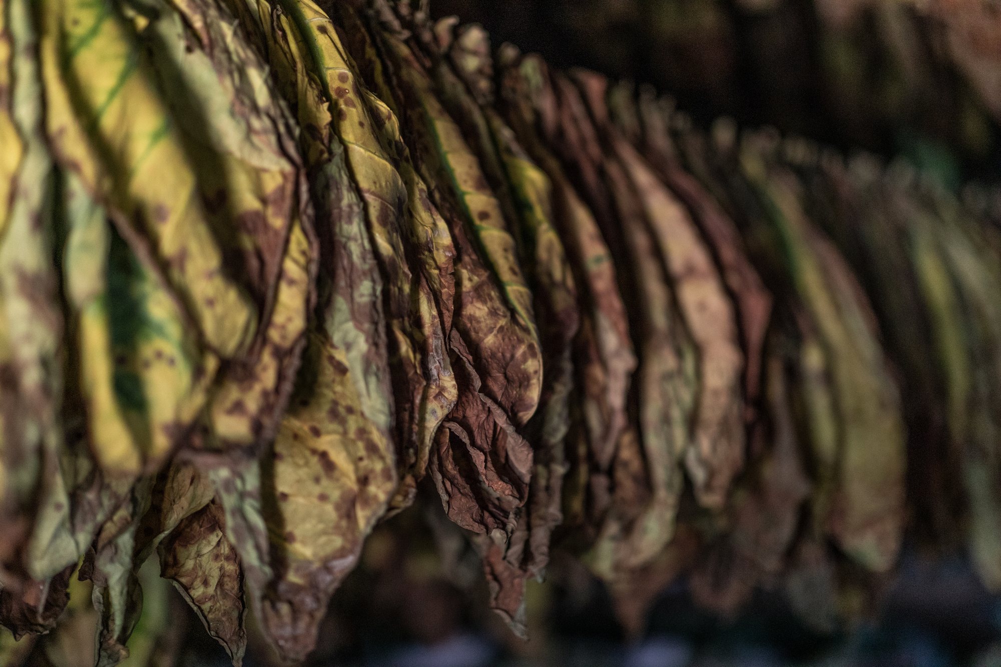 Tobacco leaves hung to cure in the barn, green turning to gold