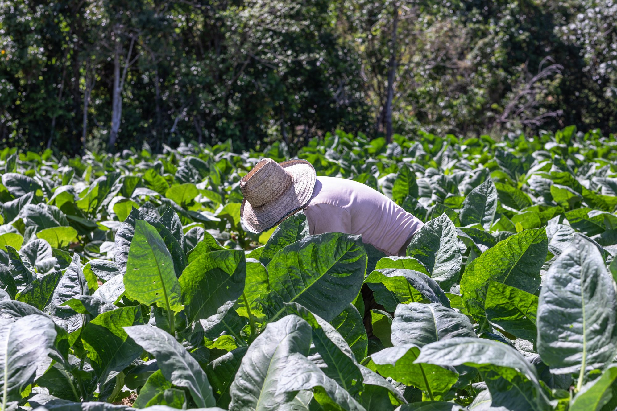 A farmer bent to the tobacco plants in the vega