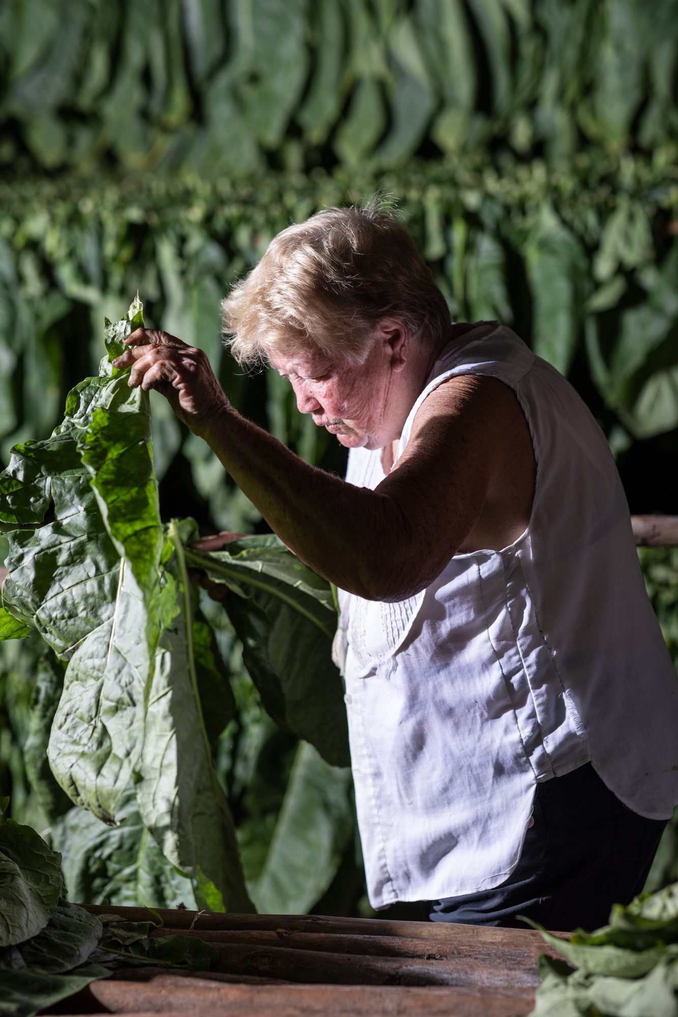 A woman at the bench, inspecting the harvest