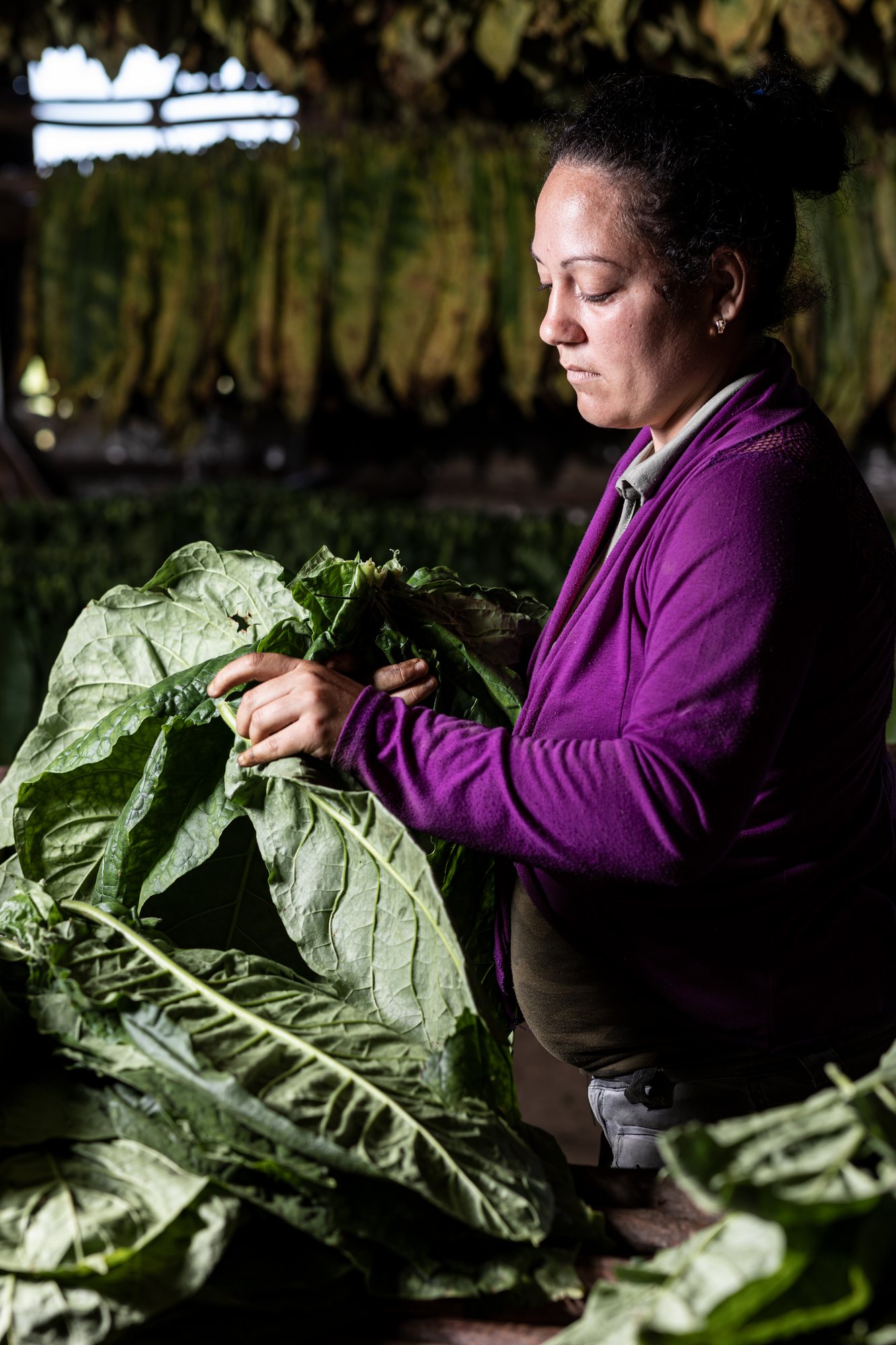 A woman sorting the tobacco leaves by hand