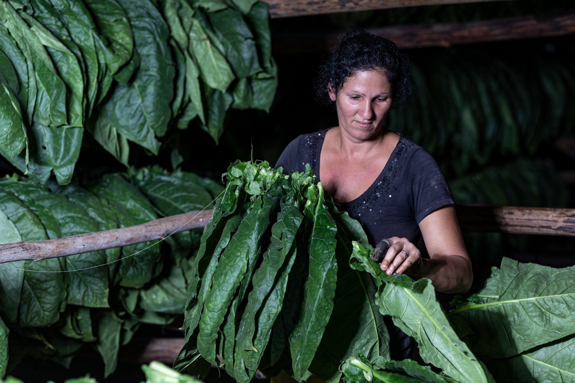 A woman threading tobacco leaves onto the pole to cure