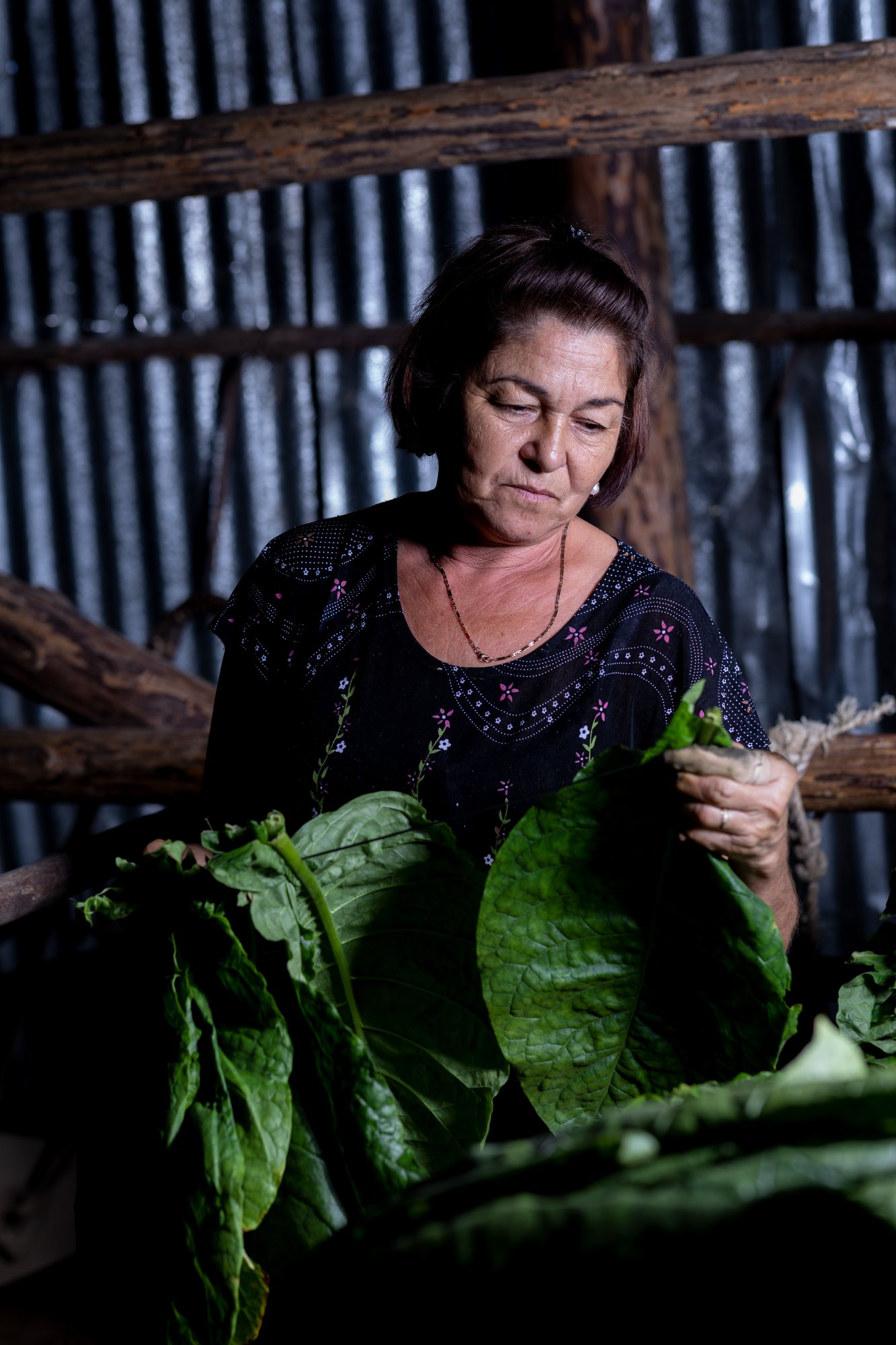A woman holding tobacco leaves in the light of the drying barn