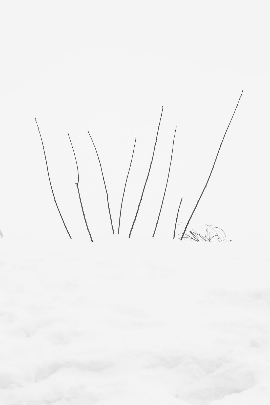 Bare winter branches rising from snow against a vast overcast sky