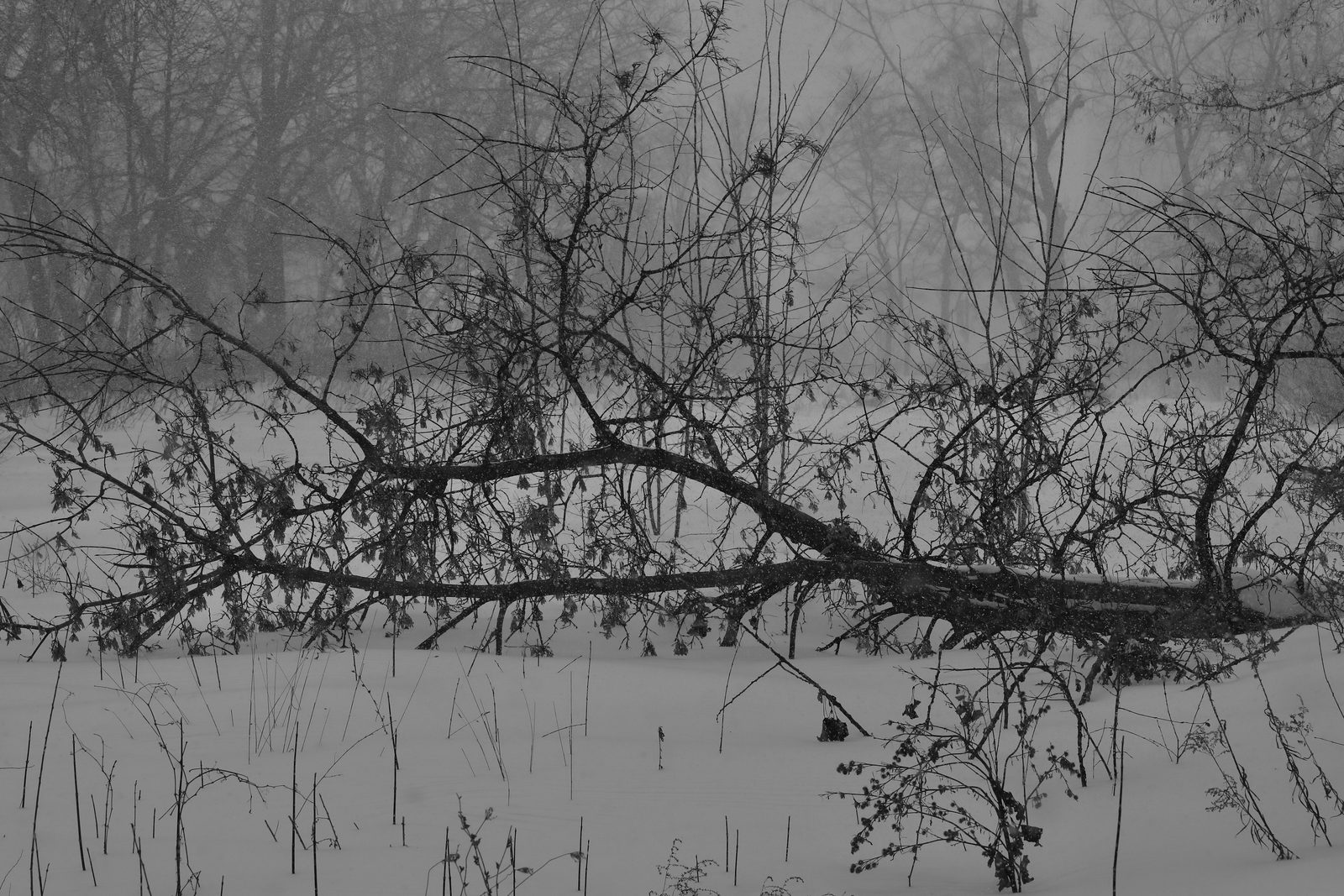 A fallen tree trunk streaking diagonally across snow, framed by a forest of bare trees