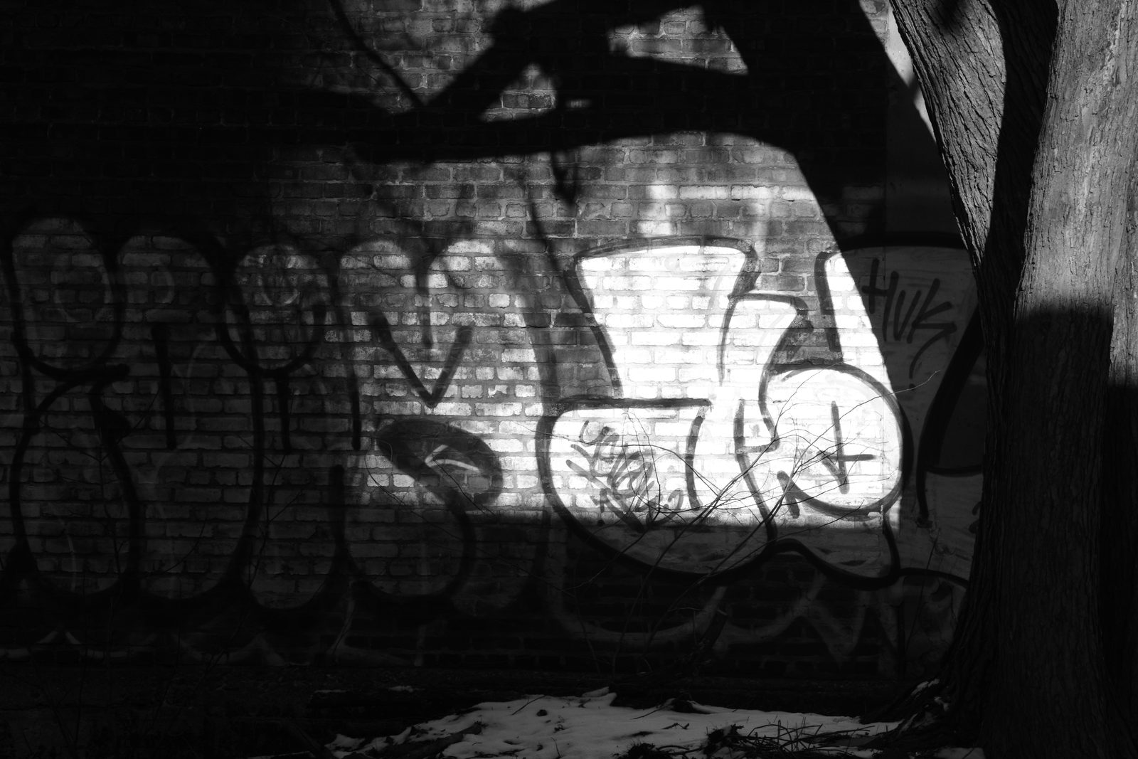 A graffiti-covered brick wall where winter sunlight casts long skeletal tree shadows
