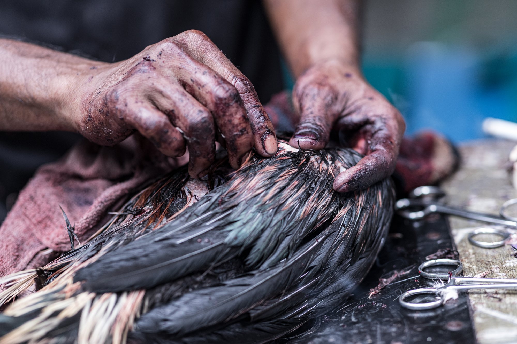 A handler's blood-stained hands tending a wounded rooster after the fight