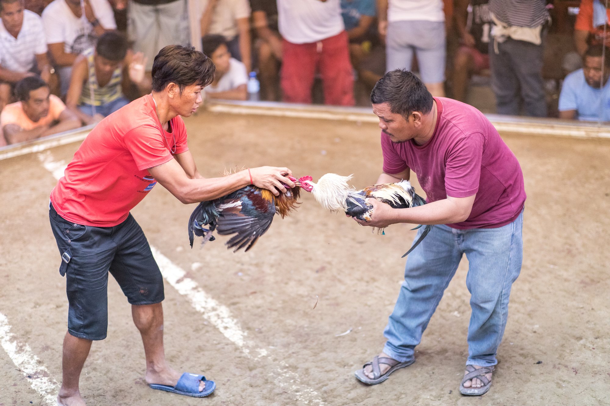 Two handlers bring their roosters face to face before the fight