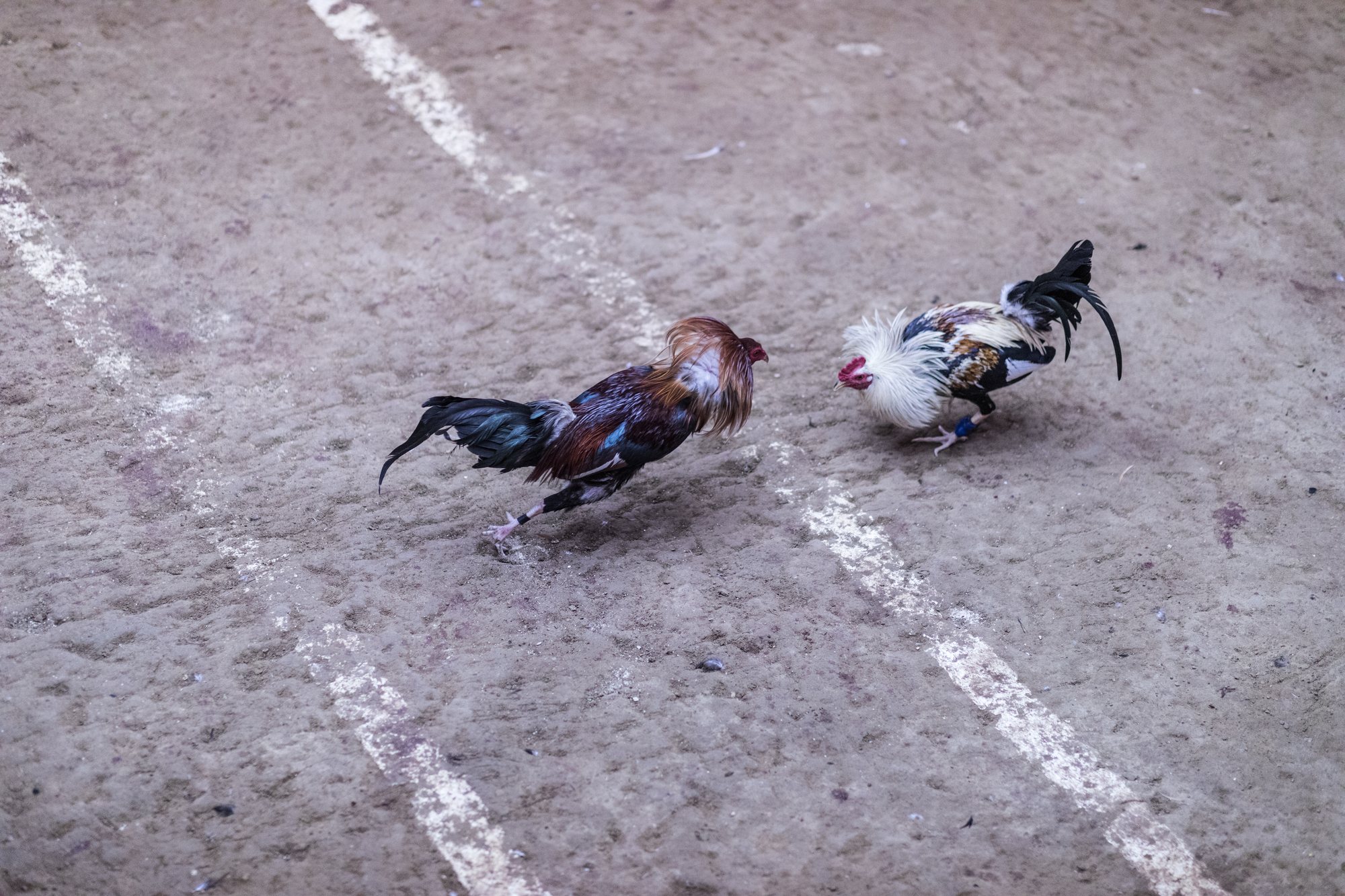 Two gamecocks locked mid-charge on a marked dirt floor, seen from above