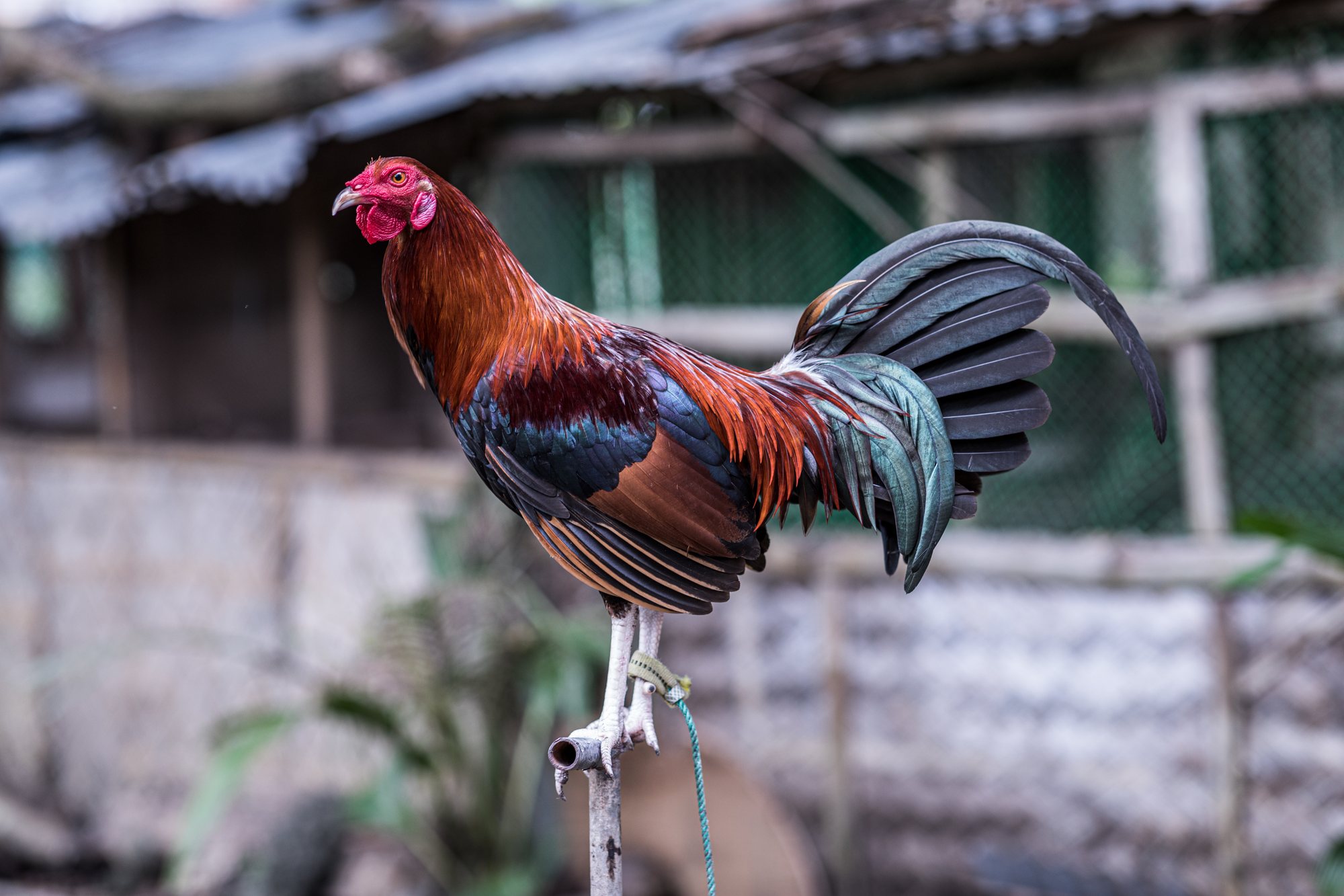 A gamecock at rest on a wooden perch, an identification band on its leg