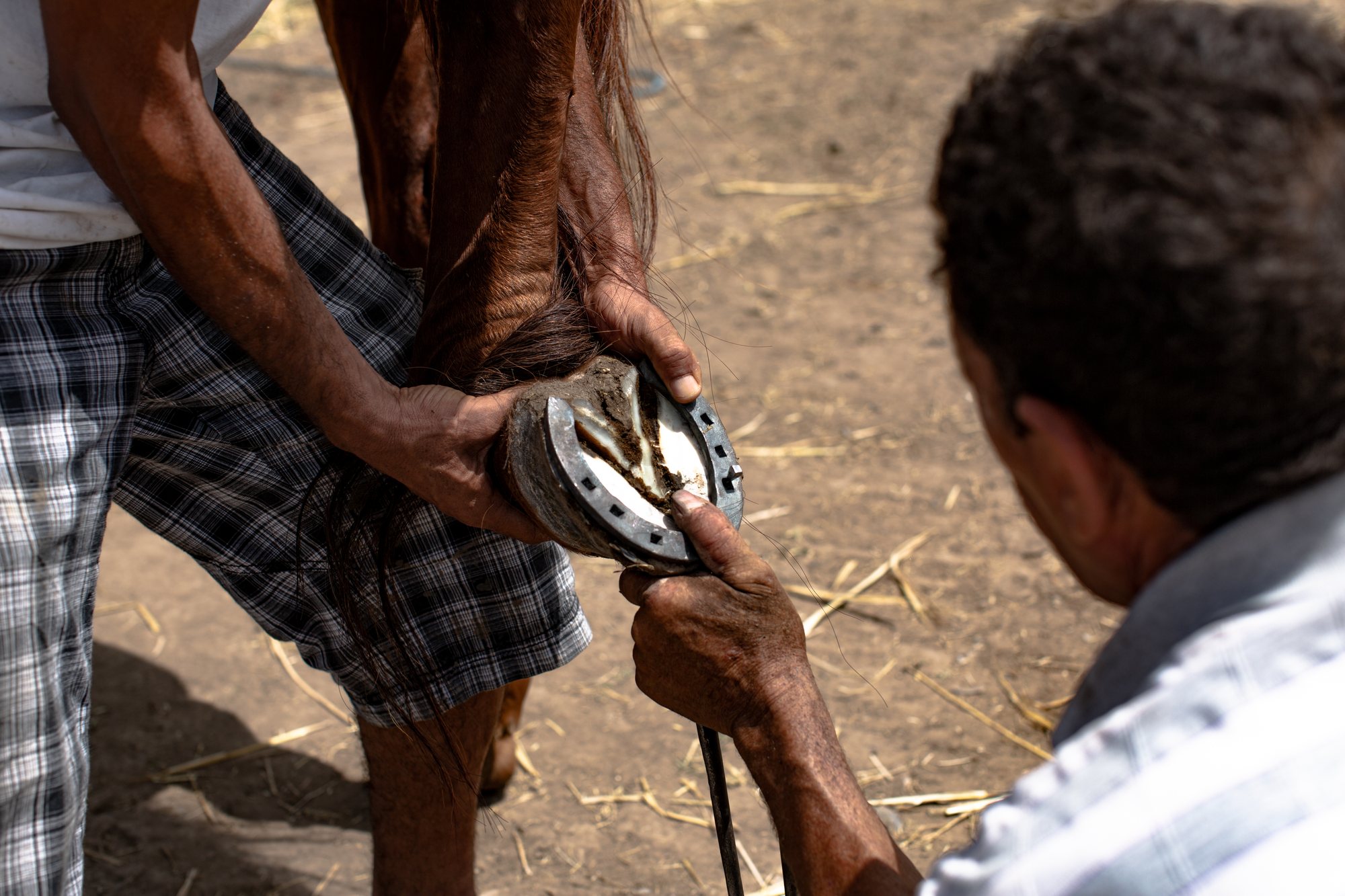 A farrier shaping a horseshoe by hand at the horse's hoof