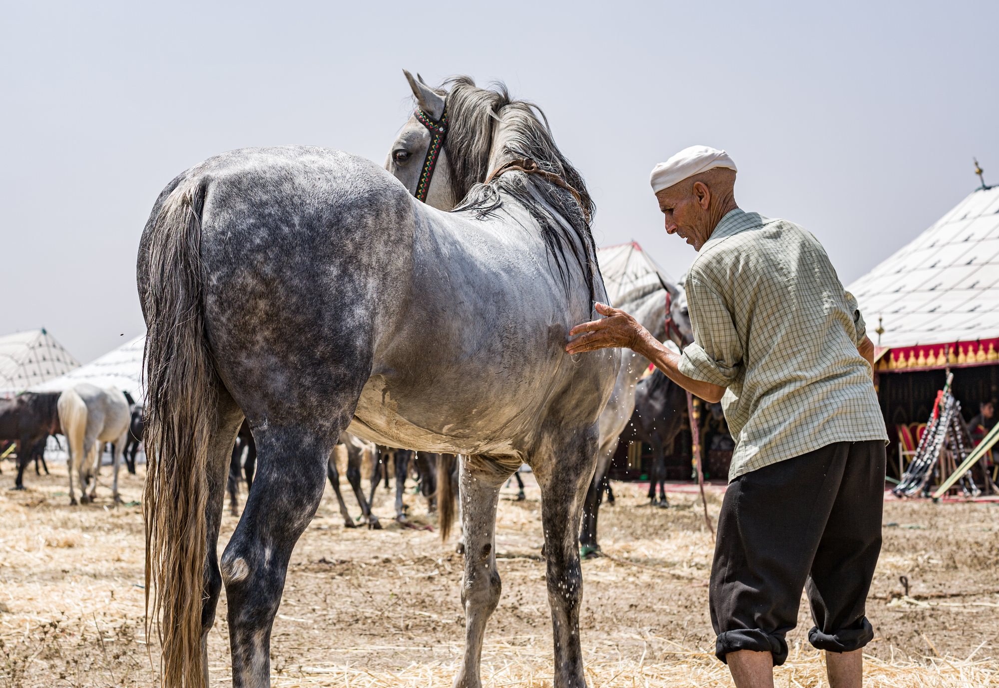 A handler washing a grey horse after the run